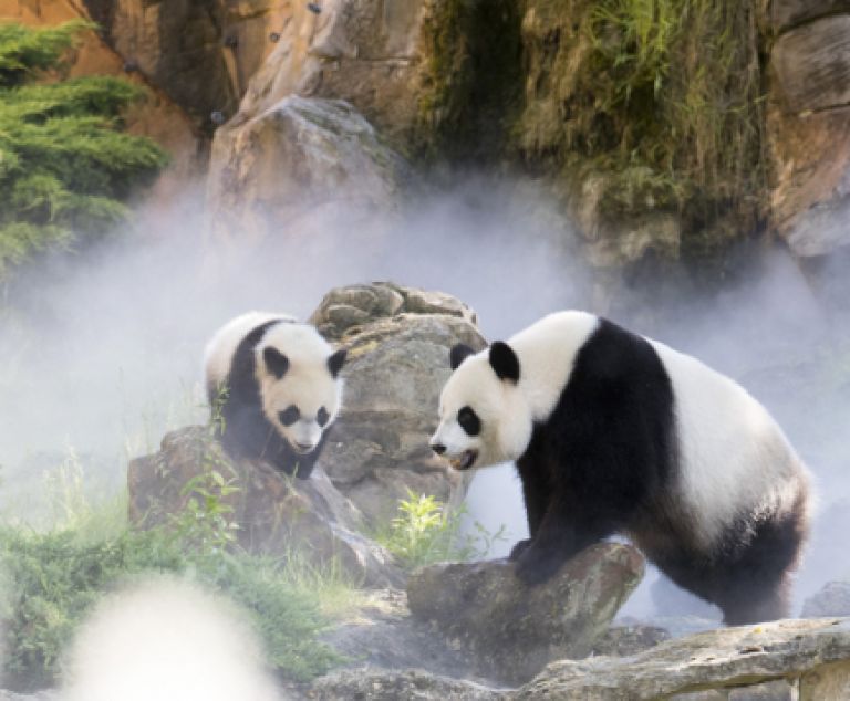 Week-end zoo de Beauval